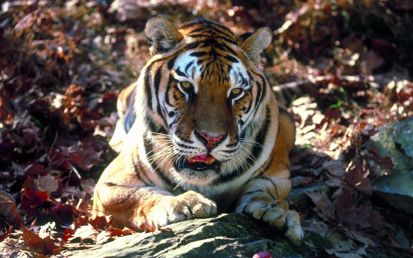 Tiger Foto Wallpaper #13 - 1680x1050