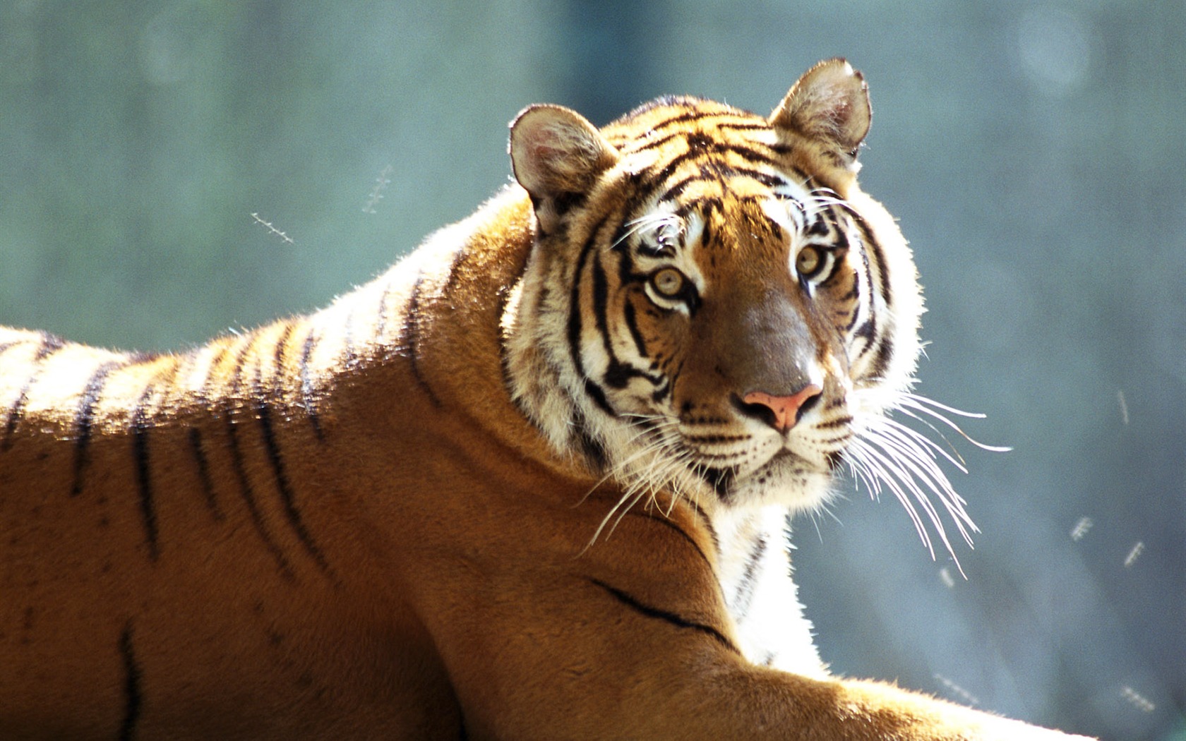 Tiger Фото обои #14 - 1680x1050