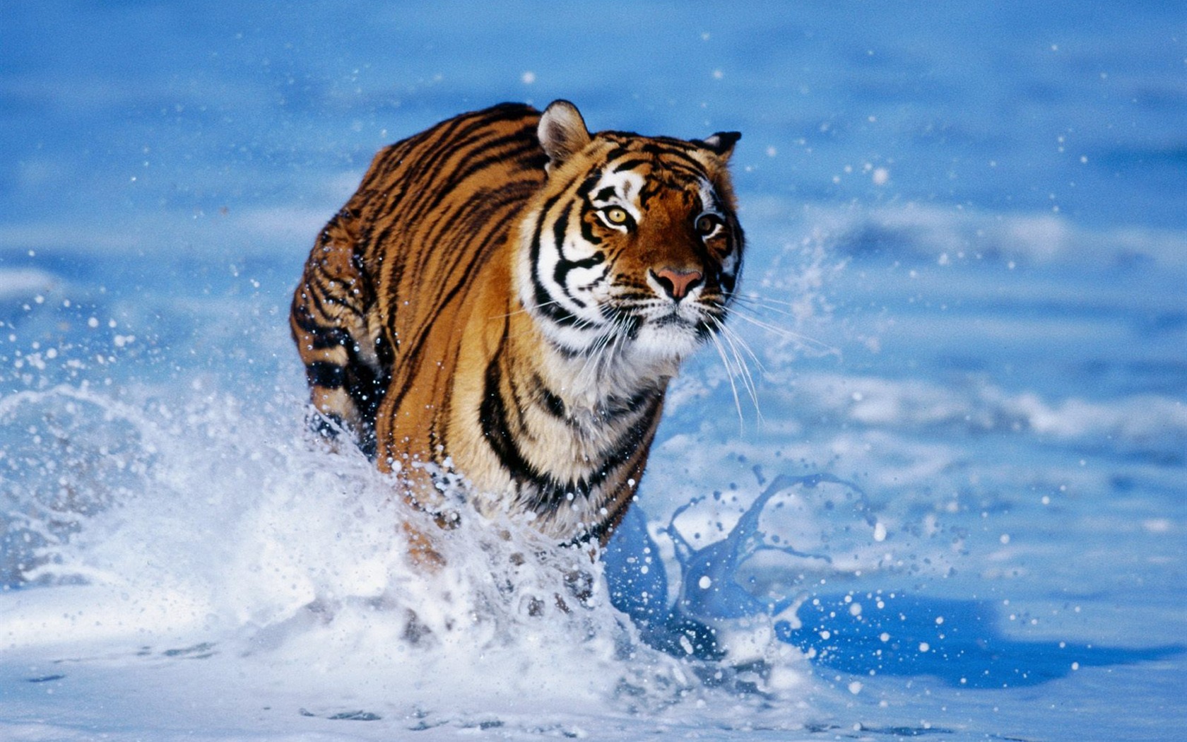 Tiger Фото обои #15 - 1680x1050