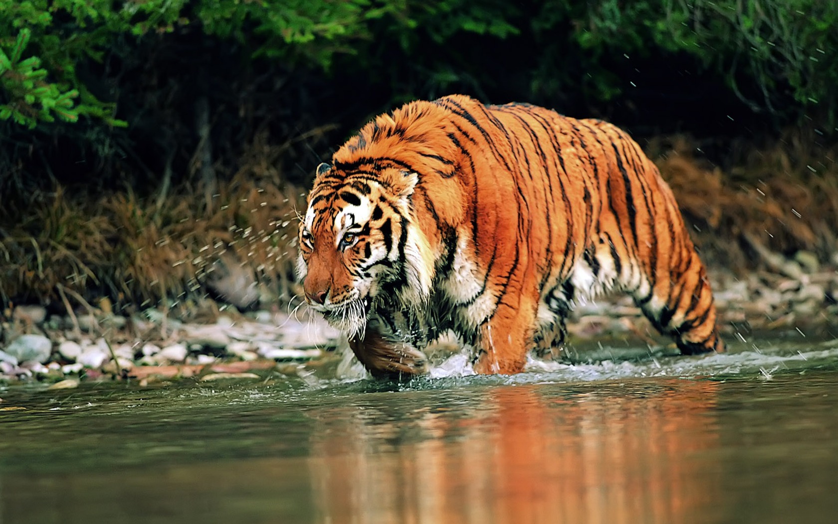 Tiger Фото обои #17 - 1680x1050