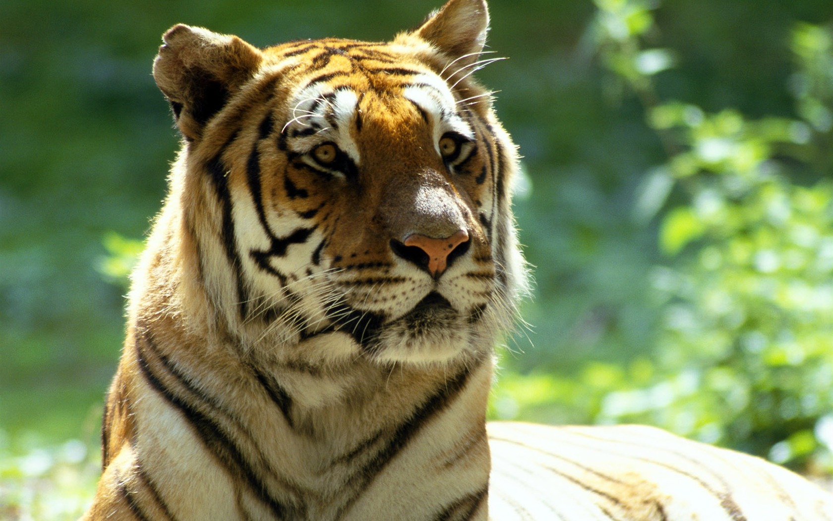 Tiger Фото обои #24 - 1680x1050