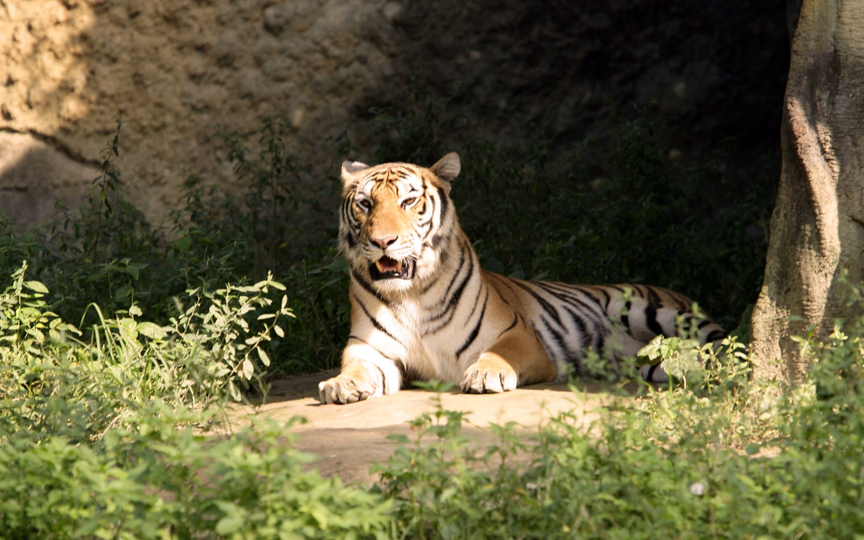 Foto Wallpaper Tigre #26 - 1680x1050