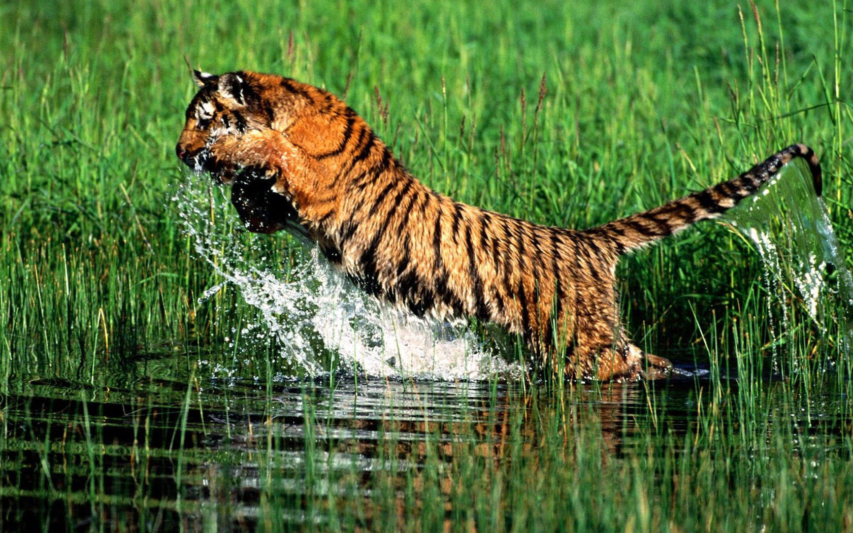 Foto Wallpaper Tigre #27 - 1680x1050