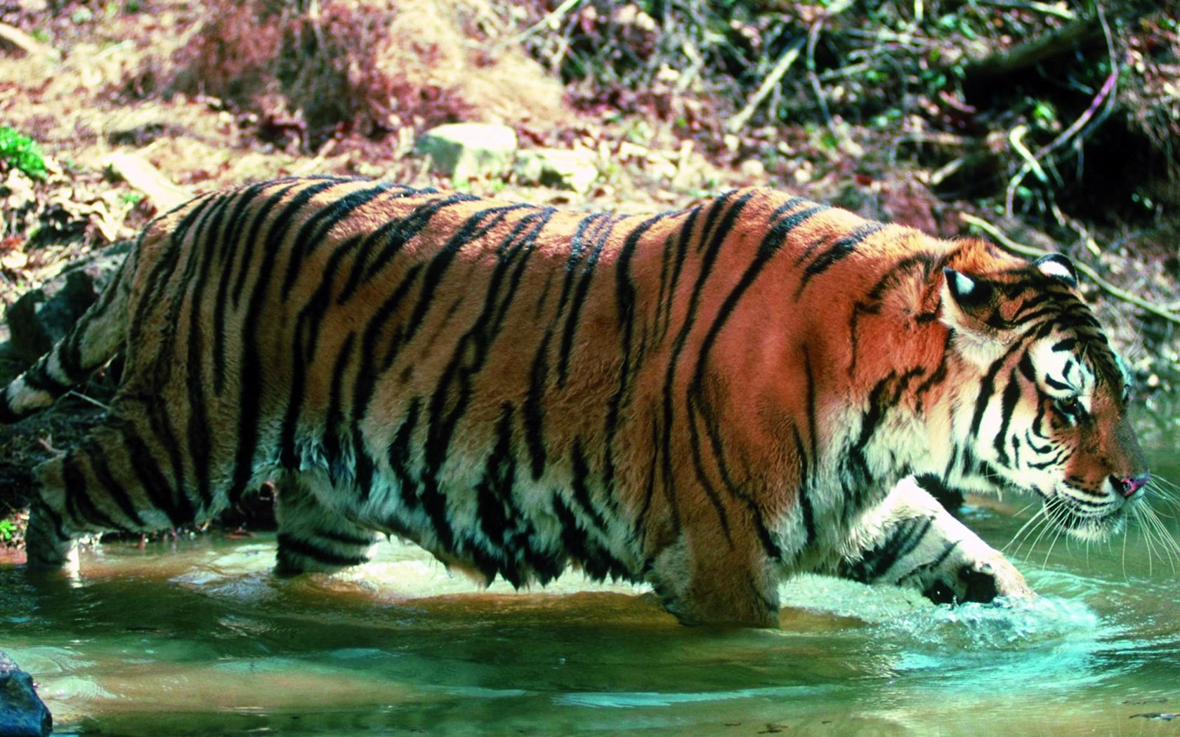 Tiger Foto Wallpaper #29 - 1680x1050