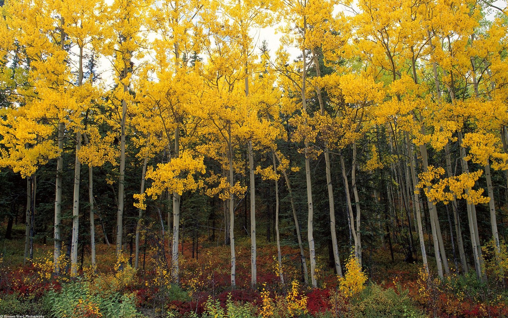 Fond d'écran magnifiques paysages d'automne #4 - 1680x1050