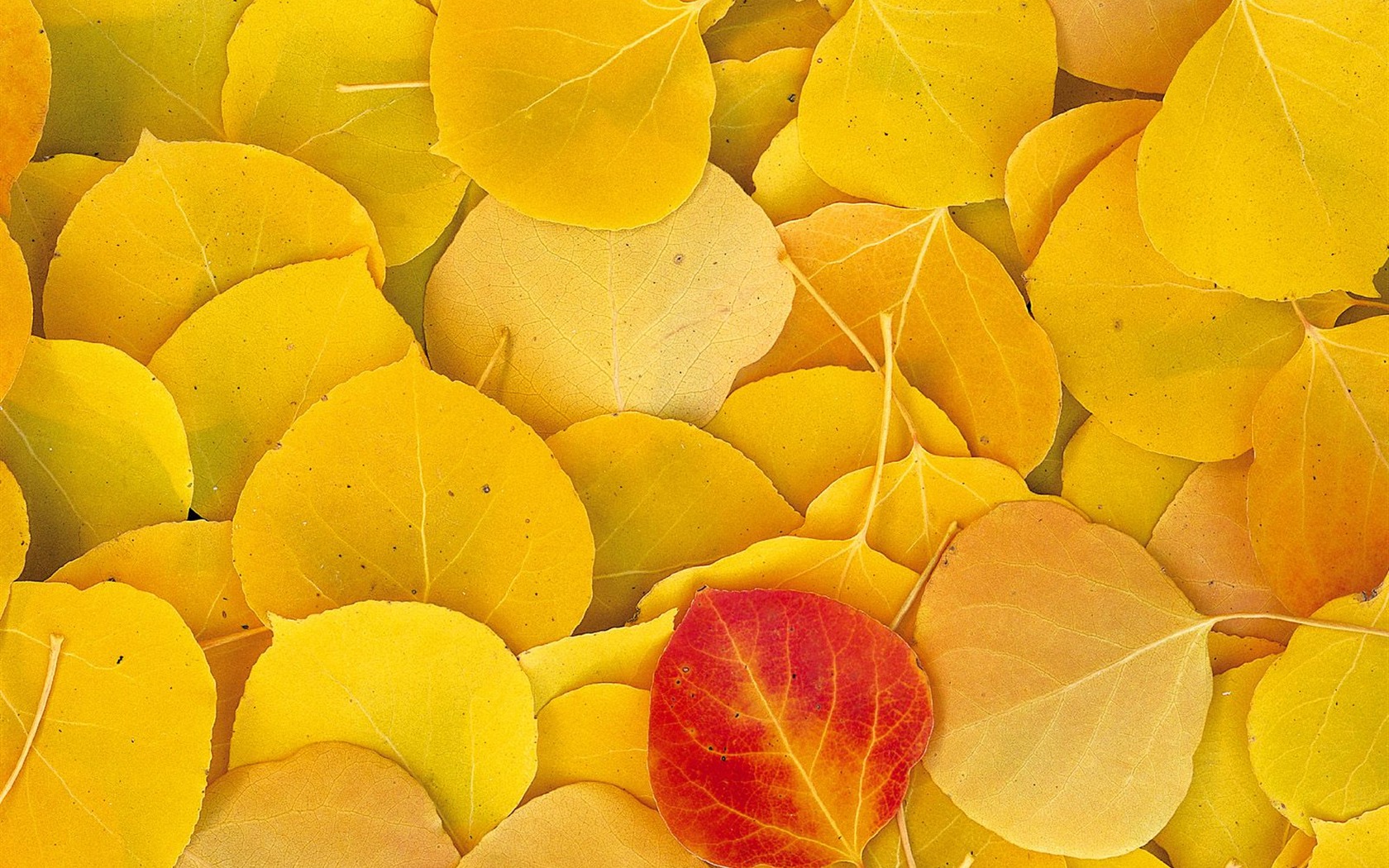 Herbstlandschaft schöne Tapete #6 - 1680x1050