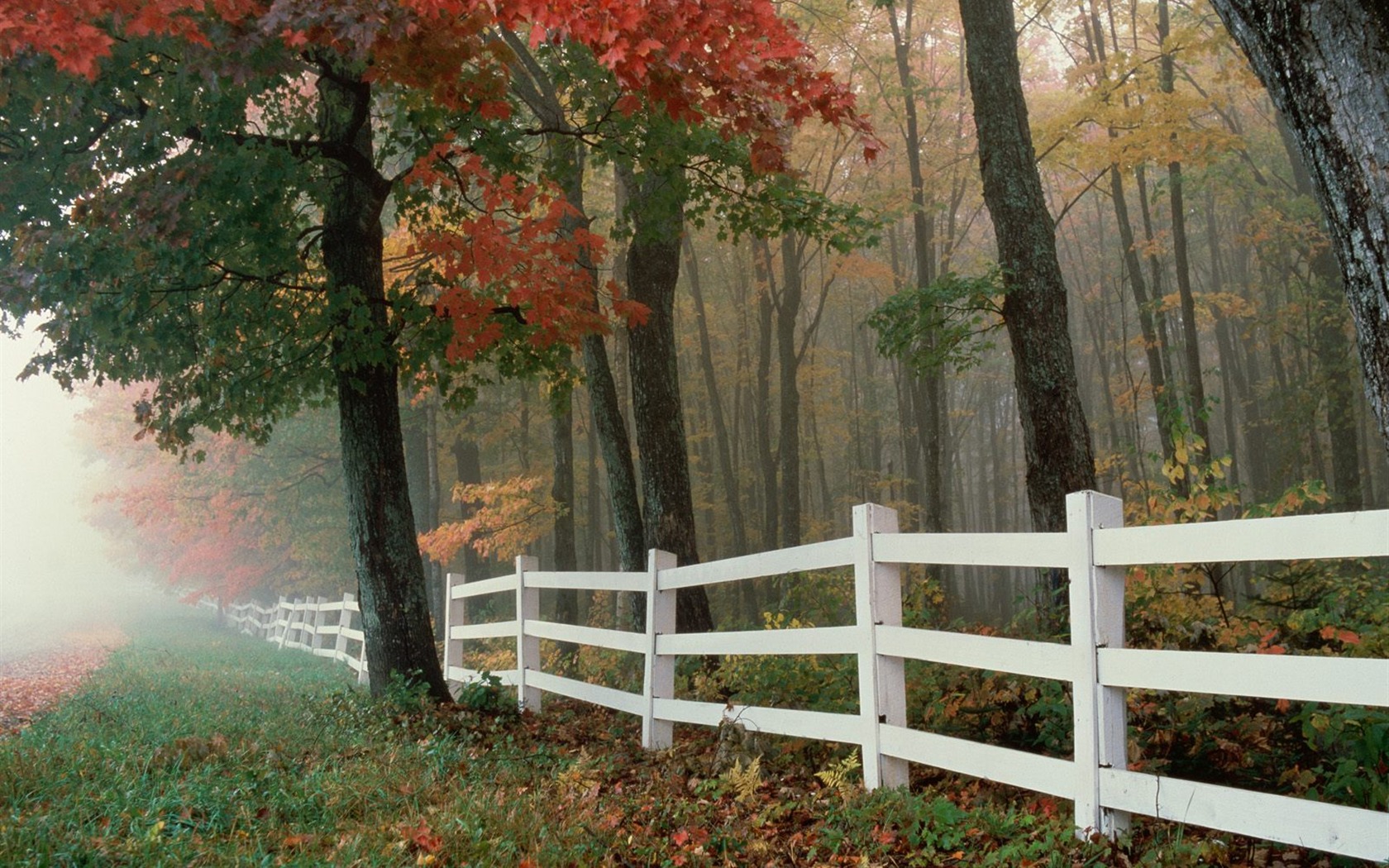 Podzimní krajina krásná tapeta #24 - 1680x1050