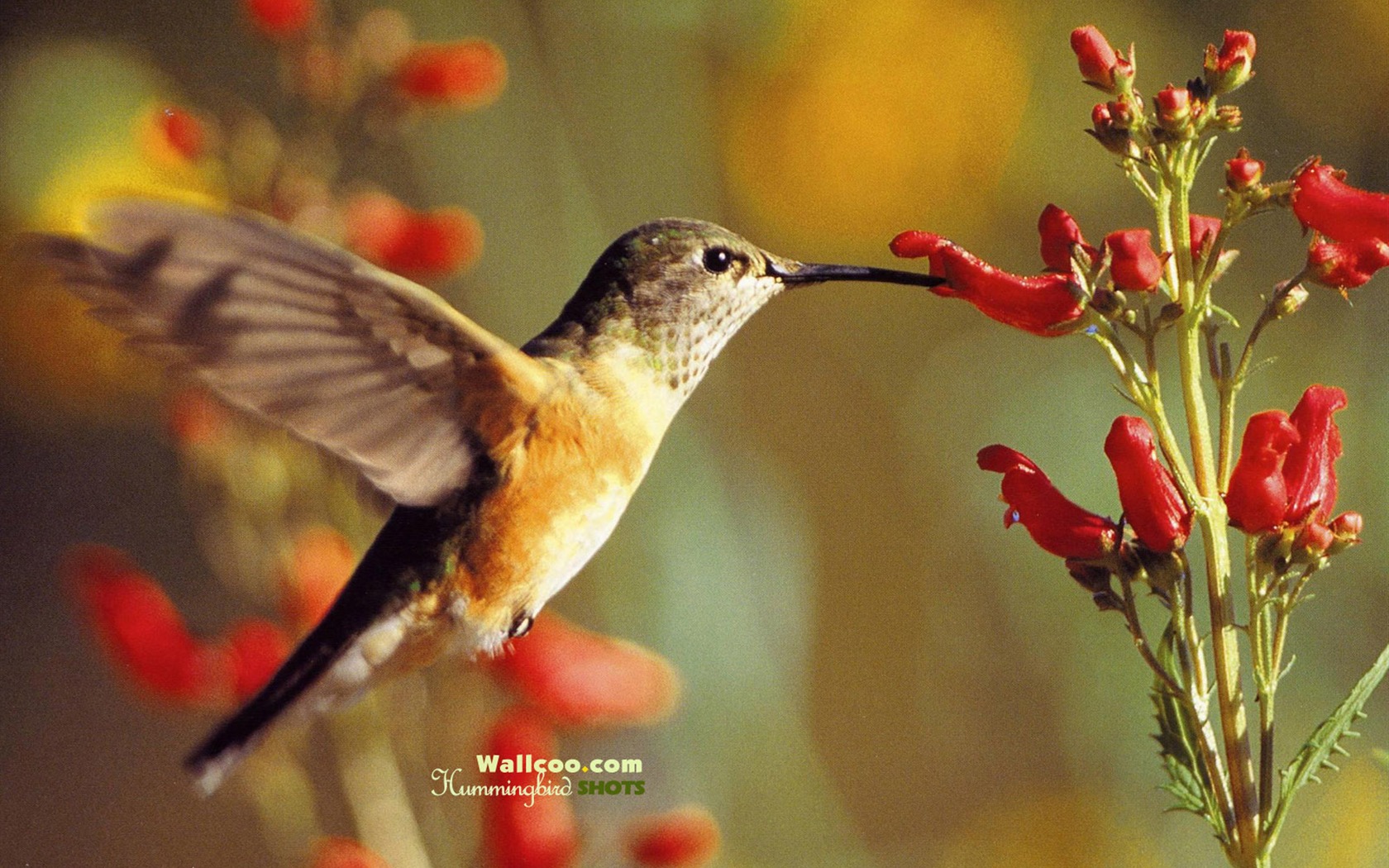hummingbirds Foto Wallpaper #28 - 1680x1050