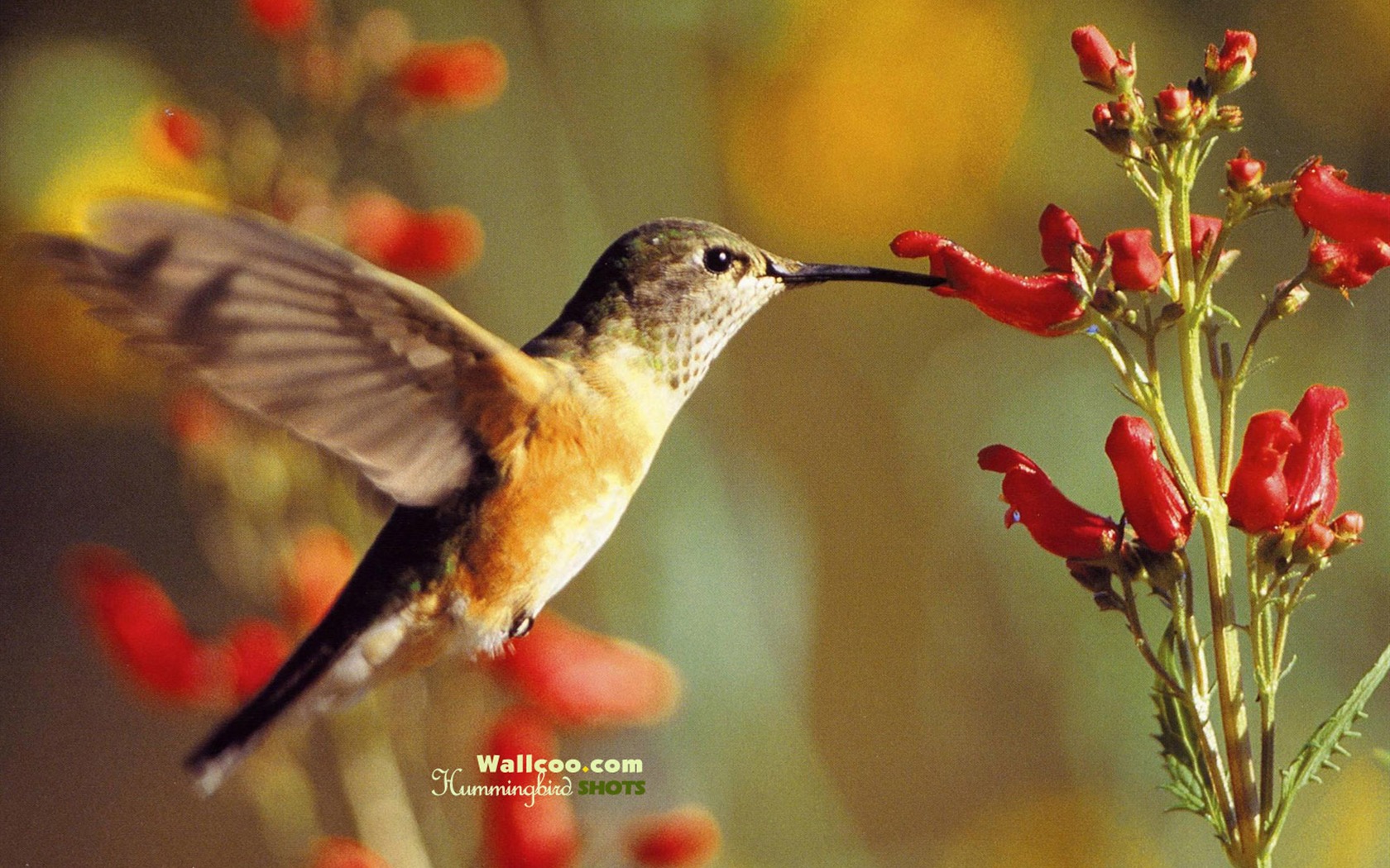 Fond d'écran Photo colibris #28 - 1680x1050