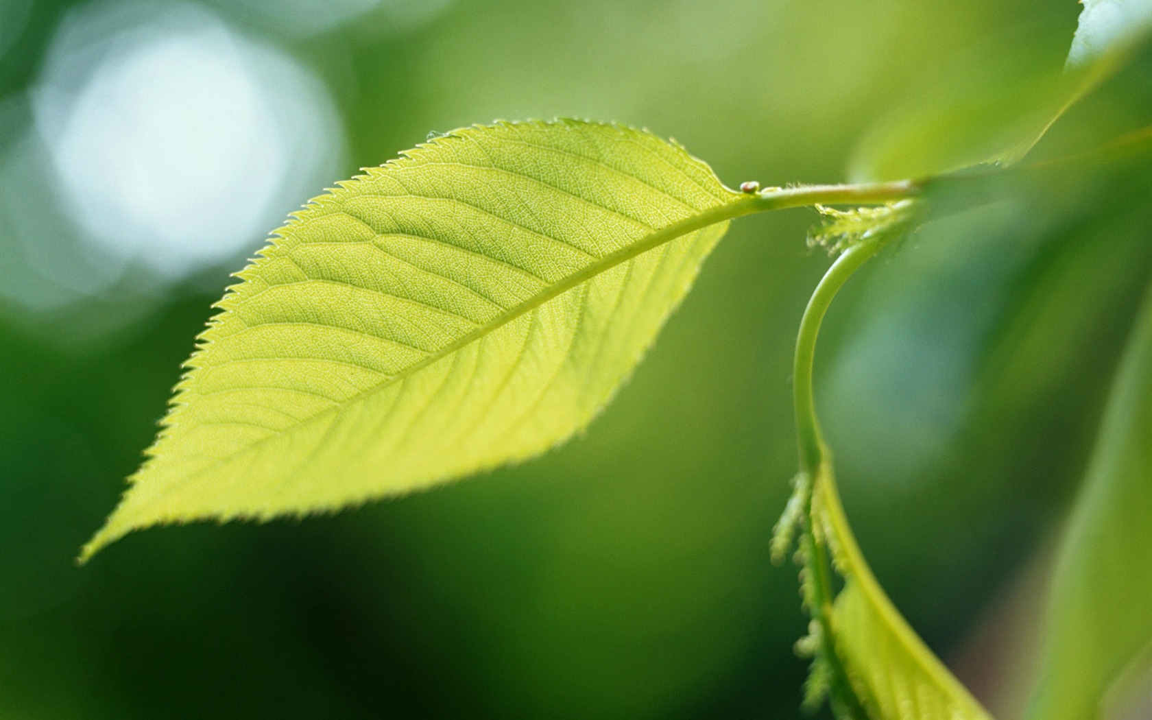 cool fond d'écran feuille verte #23 - 1680x1050