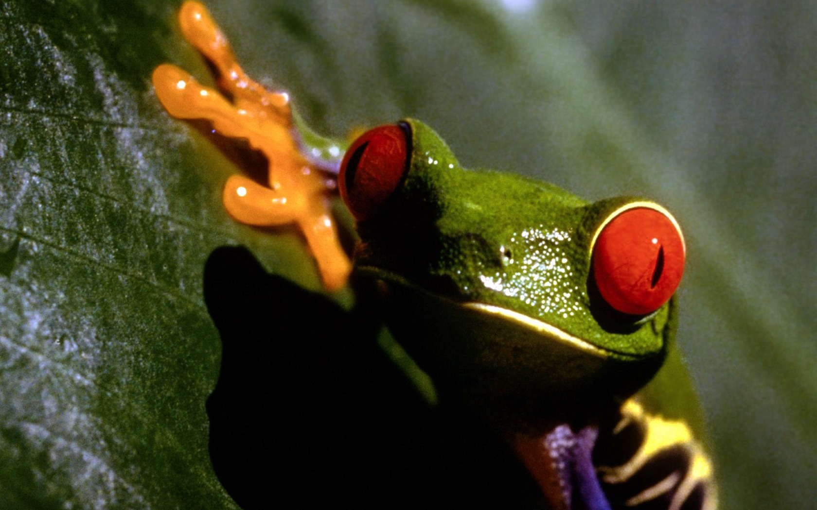 Frog Album Fonds d'écran #3 - 1680x1050