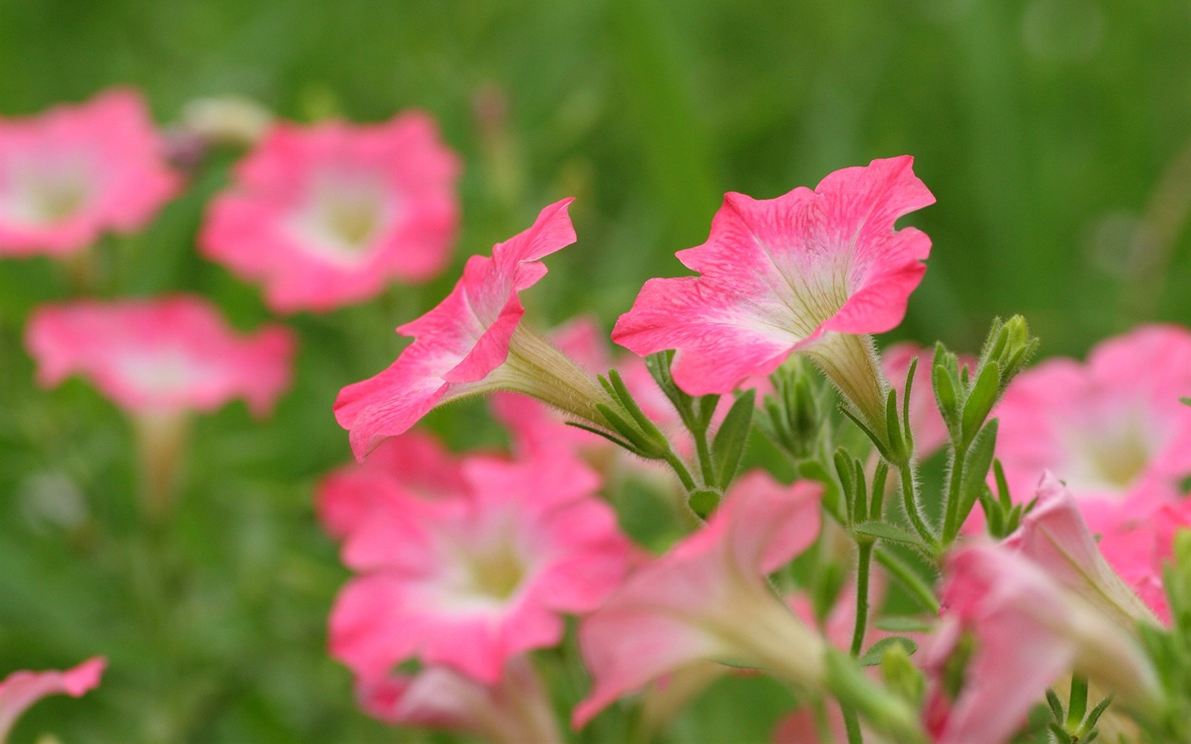 Flowers close-up (3) #7 - 1680x1050