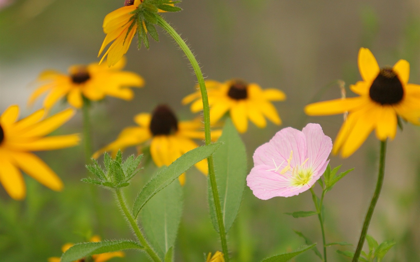 Flowers close-up (3) #16 - 1680x1050