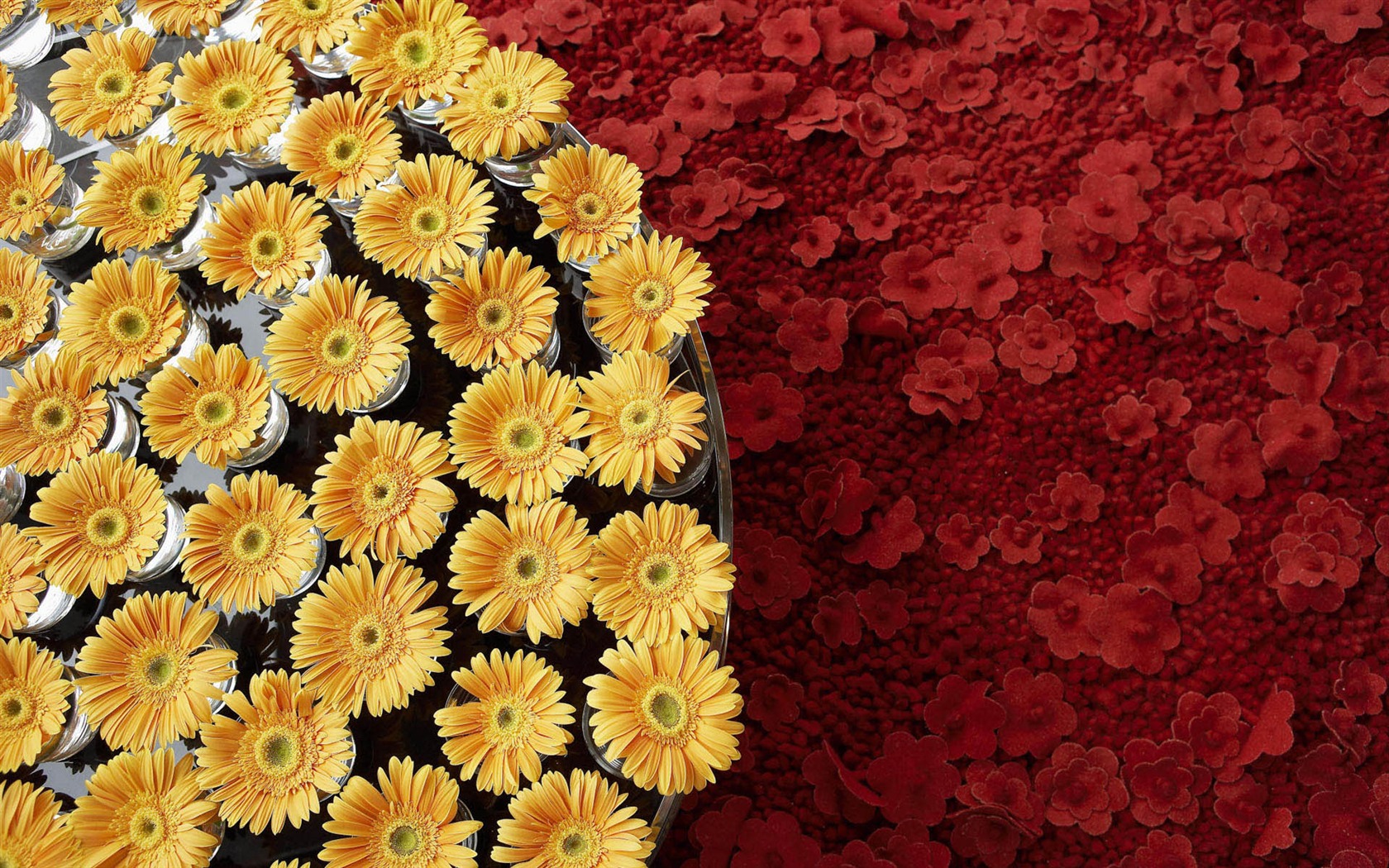 Širokoúhlé tapety květiny close-up #21 - 1680x1050