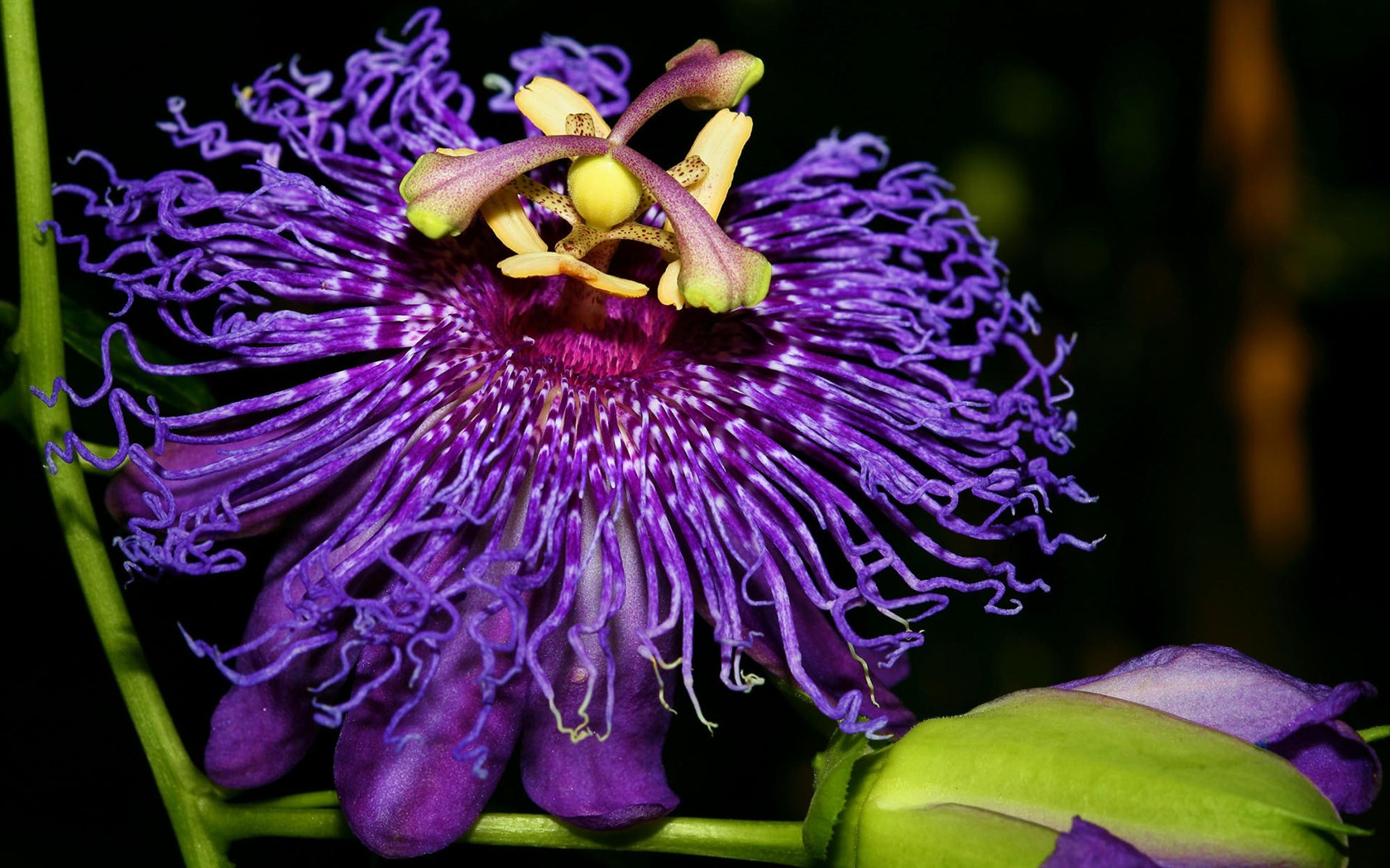 fleurs fond d'écran Widescreen close-up #32 - 1680x1050