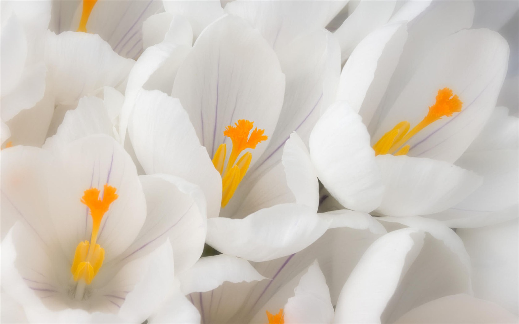 Širokoúhlé tapety květiny close-up #34 - 1680x1050