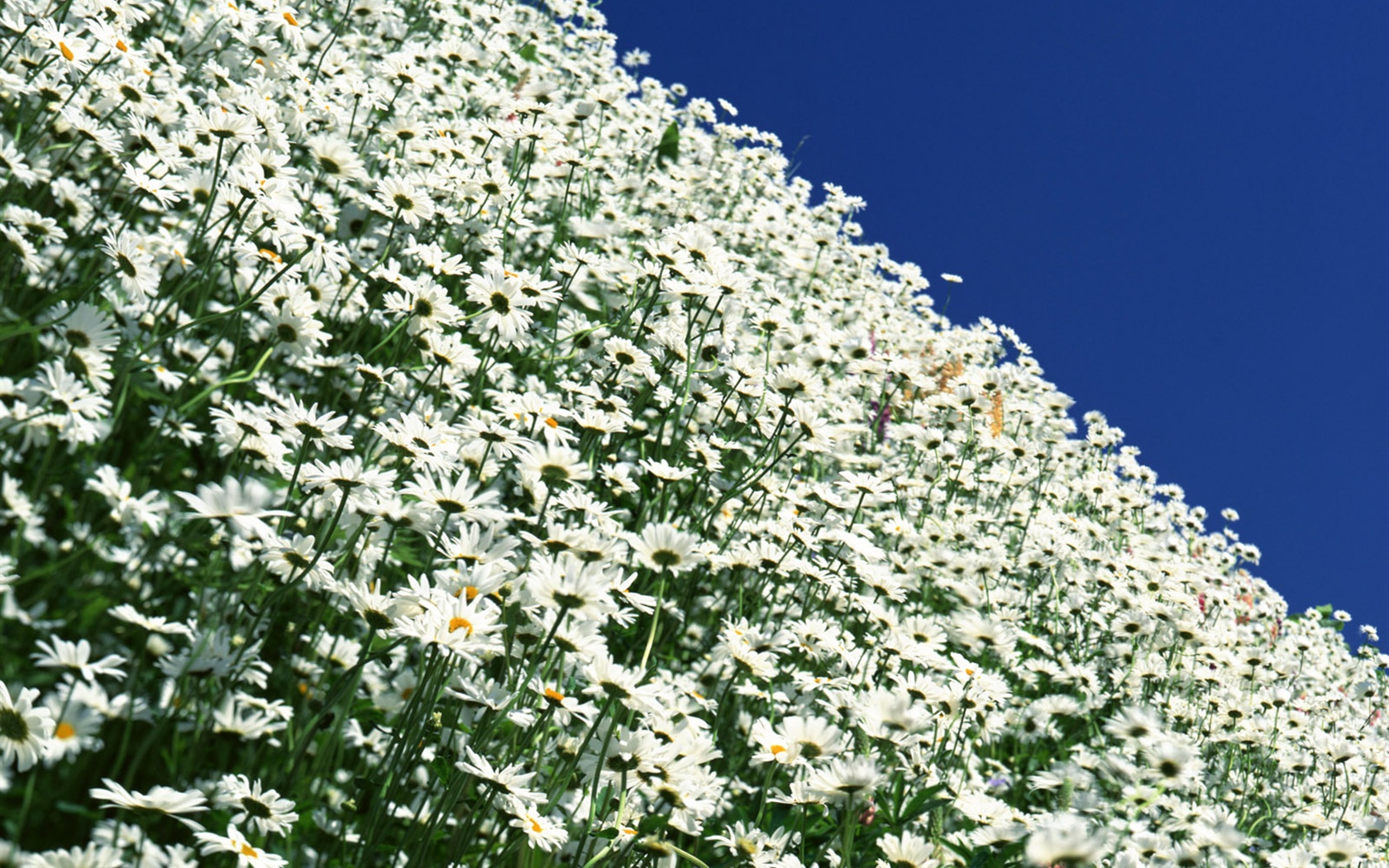 雪白い花の壁紙 #9 - 1680x1050