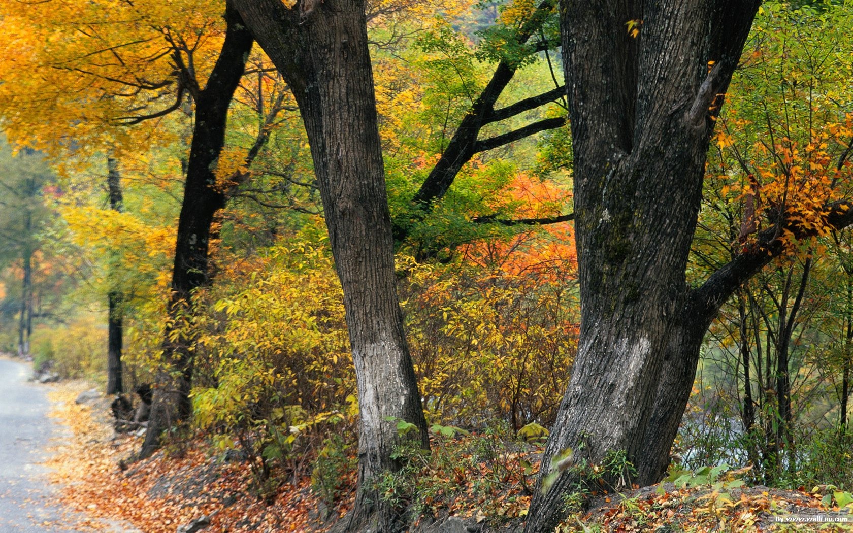 森林裡的秋天壁紙 #2 - 1680x1050