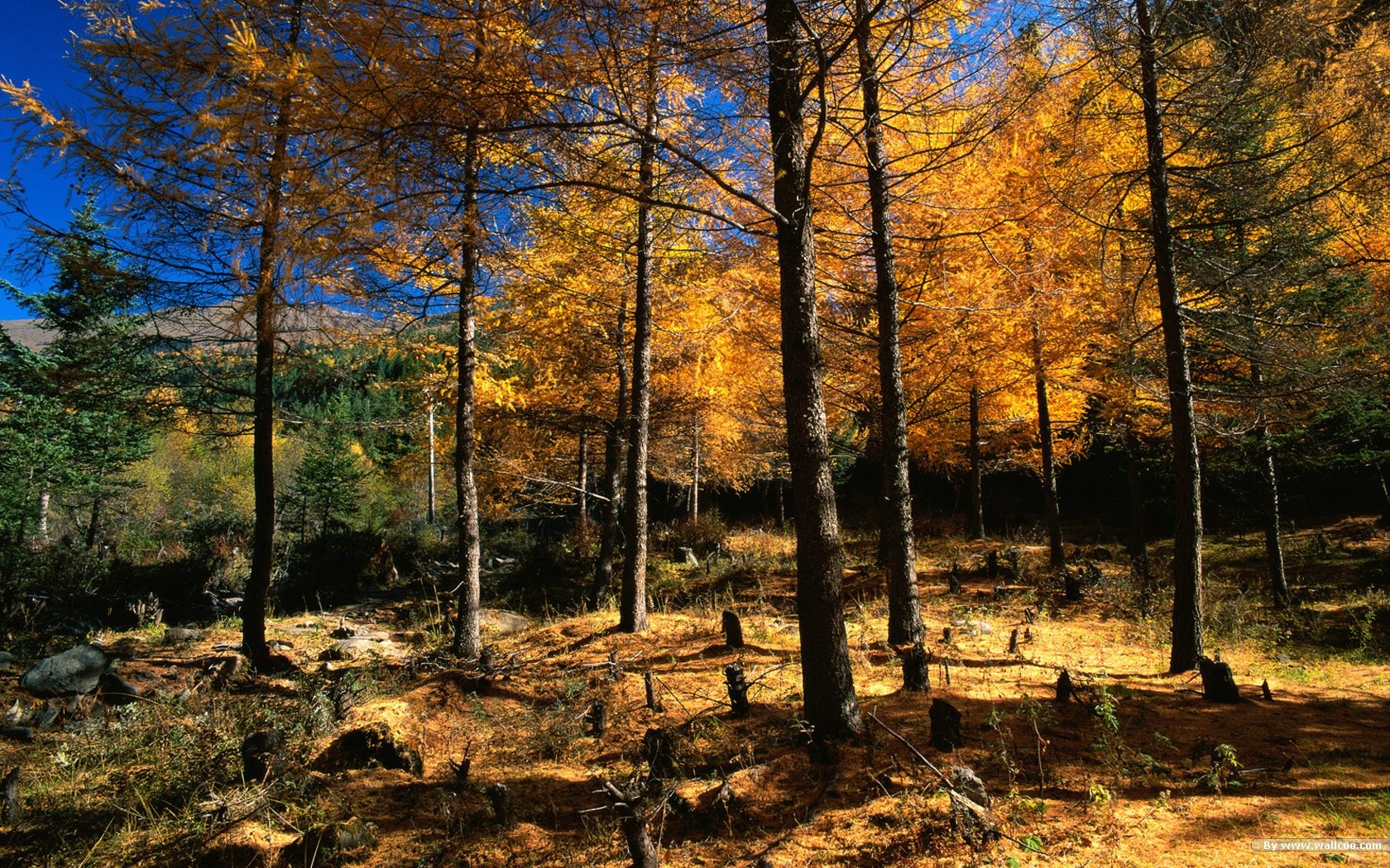 El fondo de pantalla bosque del otoño #6 - 1680x1050