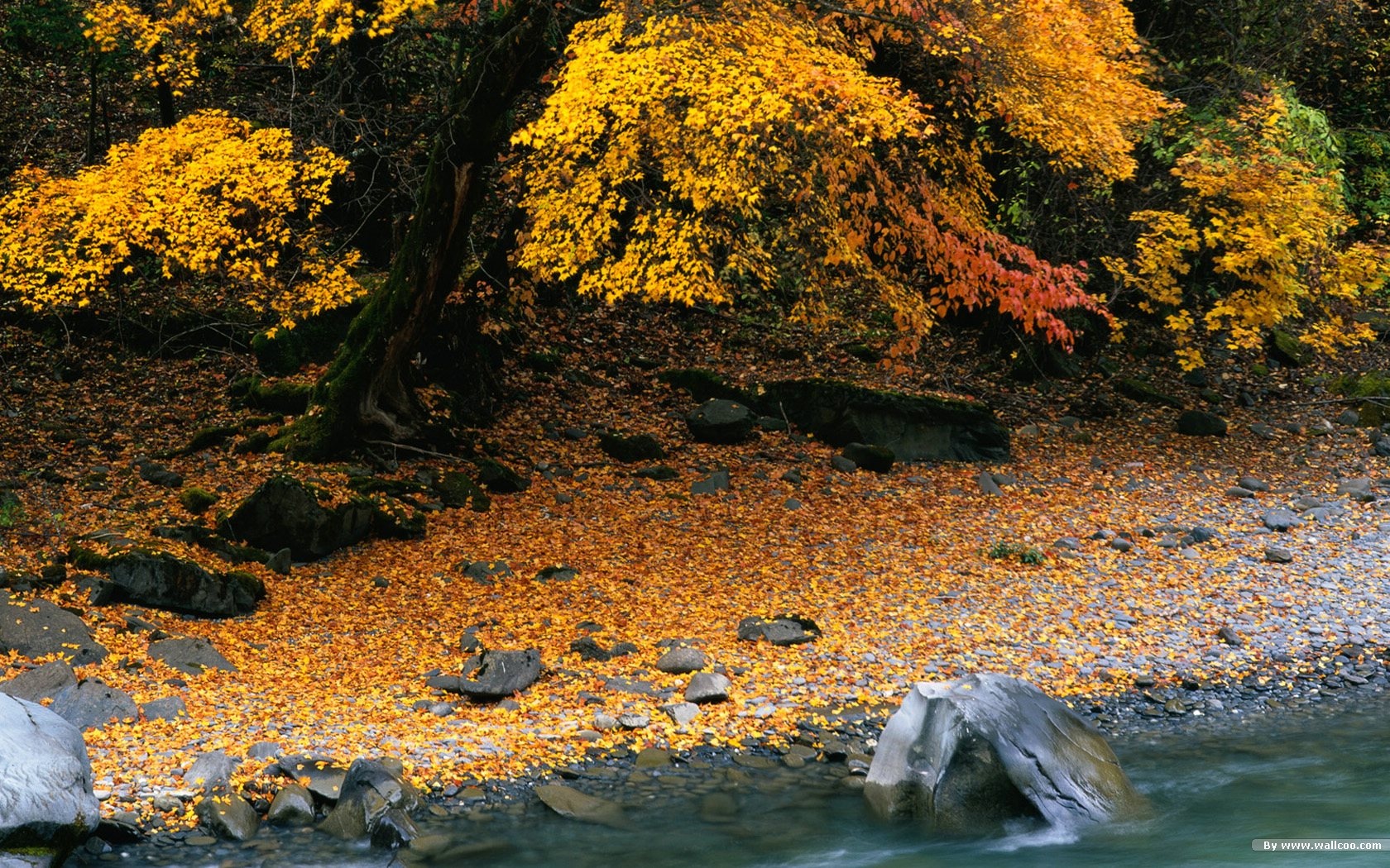 El fondo de pantalla bosque del otoño #10 - 1680x1050