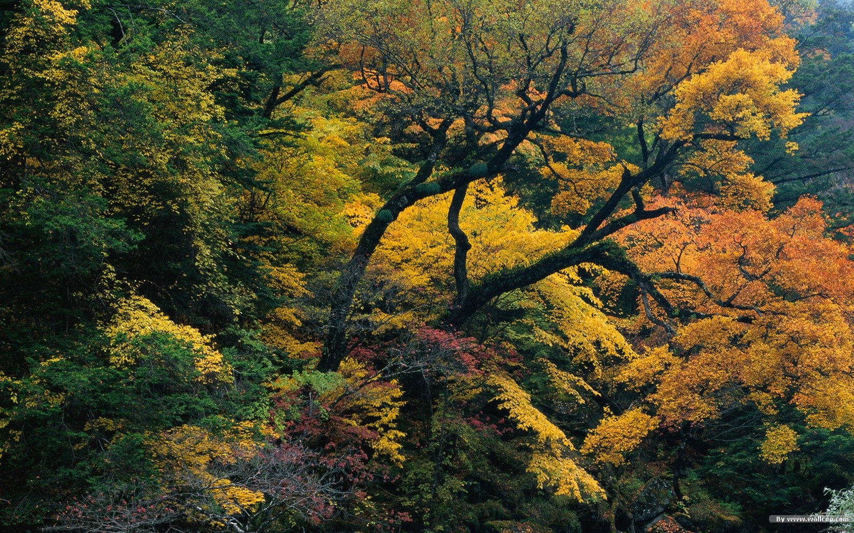El fondo de pantalla bosque del otoño #15 - 1680x1050