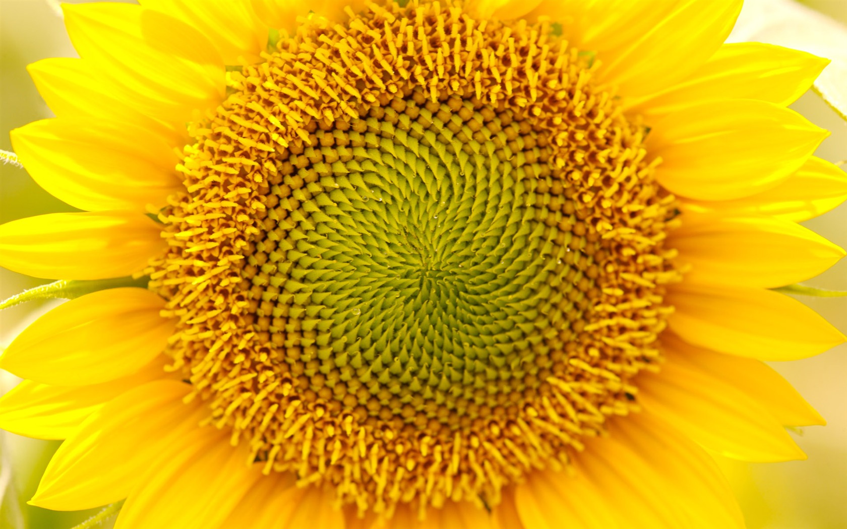 Sunny photo de tournesol HD Wallpapers #11 - 1680x1050