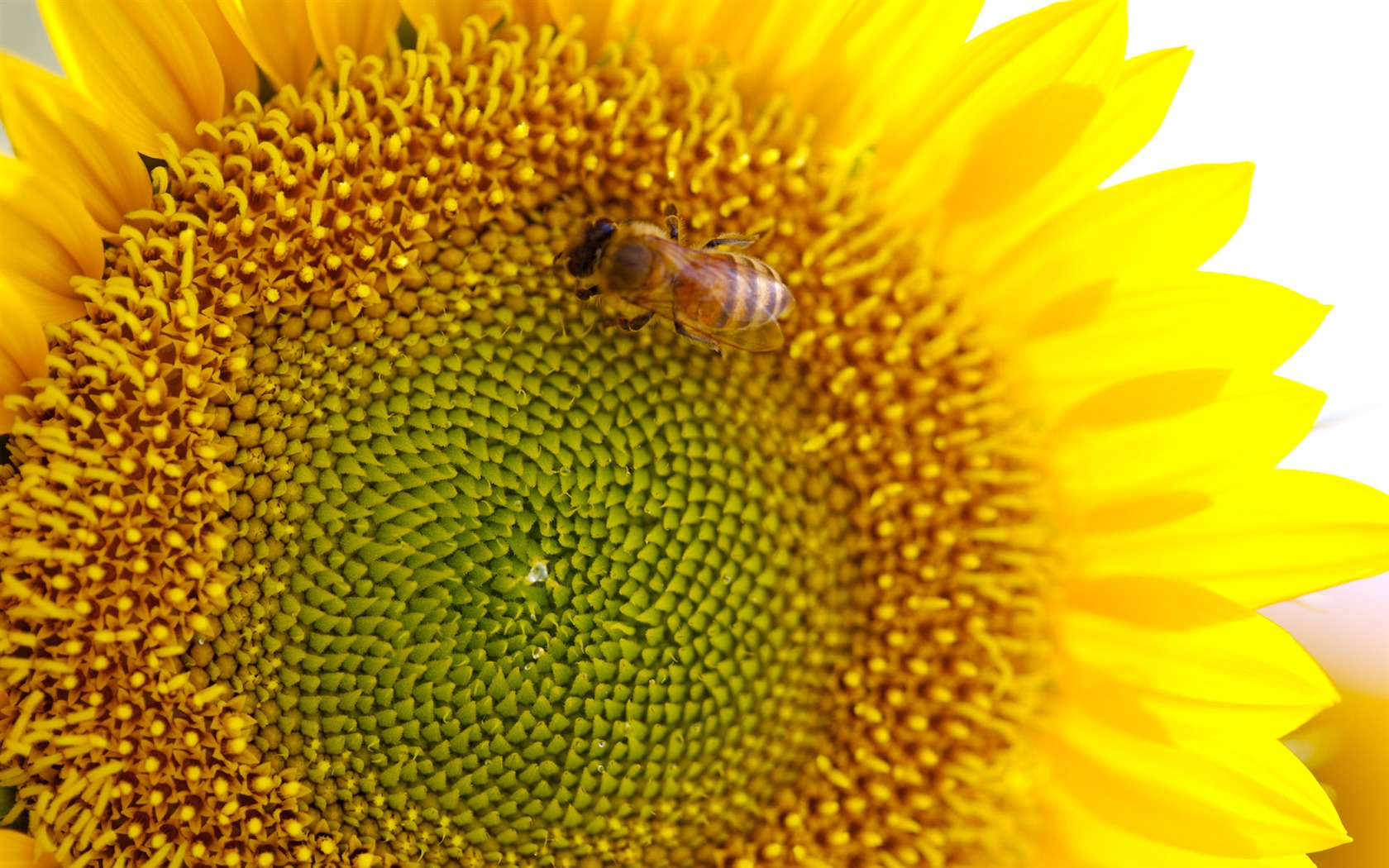 阳光 葵花写真高清壁纸36 - 1680x1050