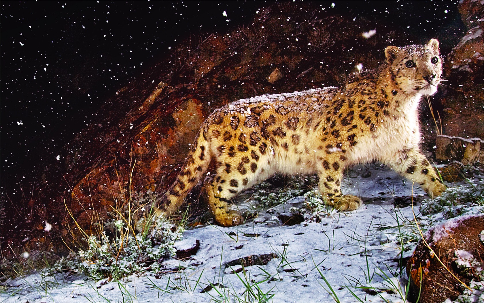 Снег Apple в Leopard по умолчанию обои полной #1 - 1680x1050