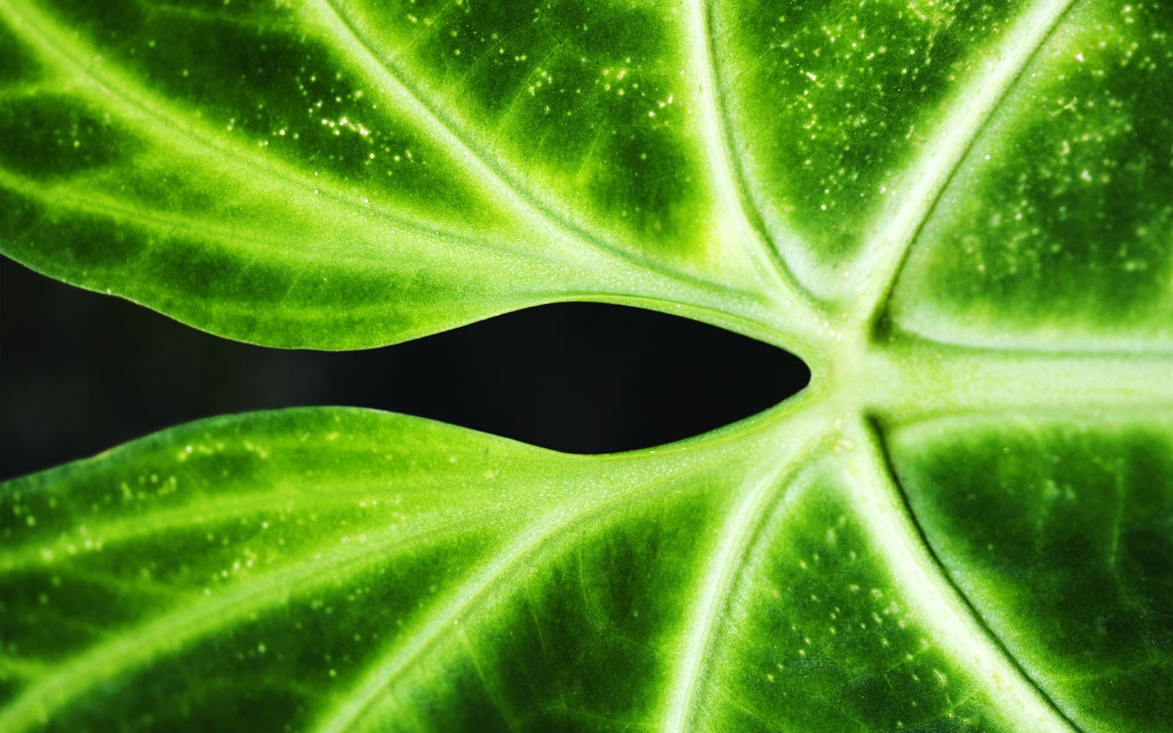 Fond d'écran plantes à feuilles vert #4 - 1680x1050