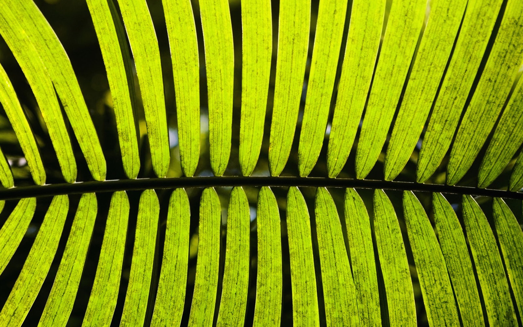 Plants Green Leaf Wallpaper #15 - 1680x1050