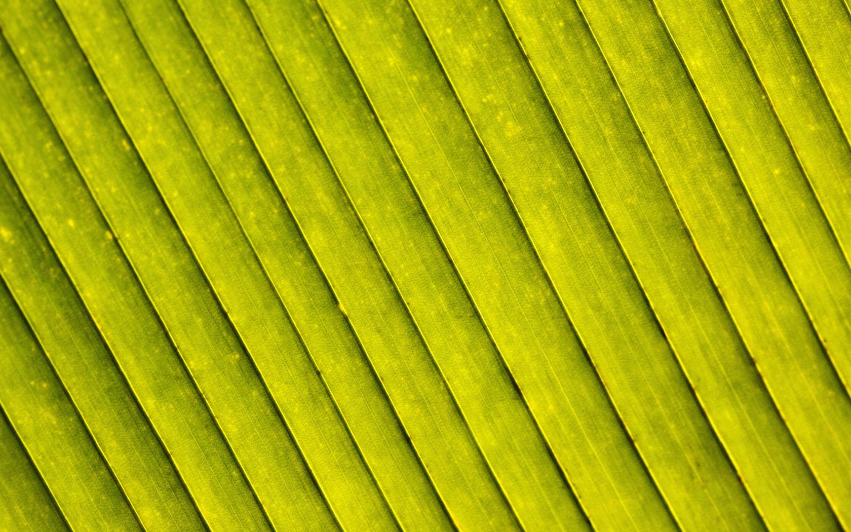 Pflanzen Green Leaf Wallpaper #17 - 1680x1050