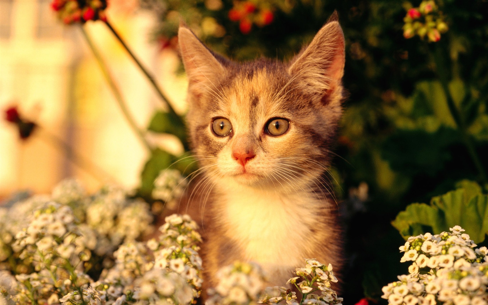 HD fotografía de fondo lindo gatito #21 - 1680x1050