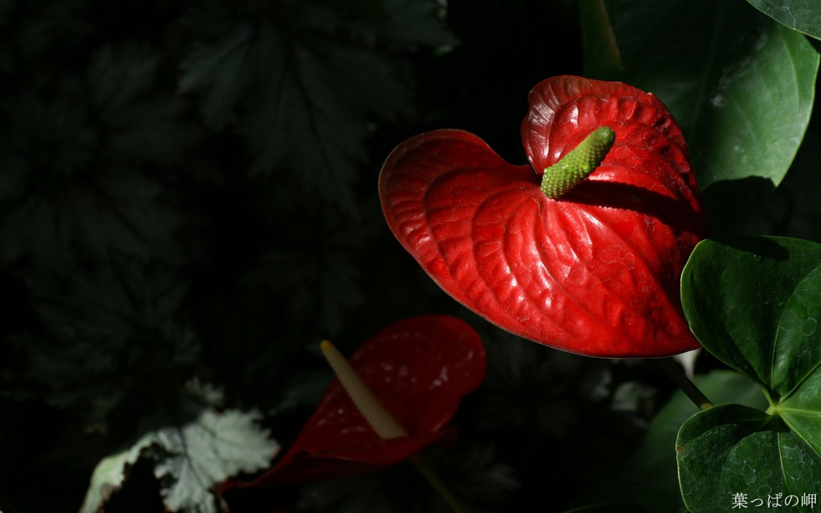 Personal Flowers HD Wallpapers #19 - 1680x1050