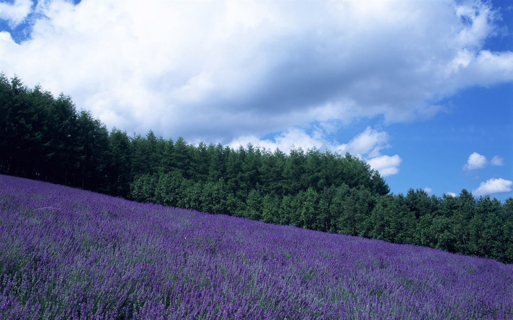 Blauer Himmel, weiße Wolken und Blumen Wallpaper #2 - 1680x1050