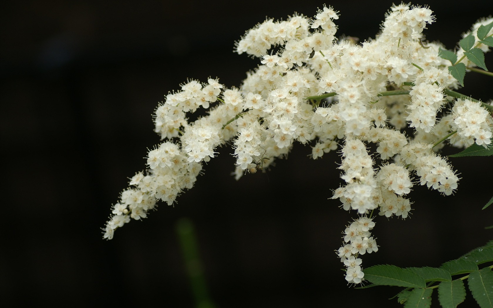 Fleurs exquises d'écran #10 - 1680x1050