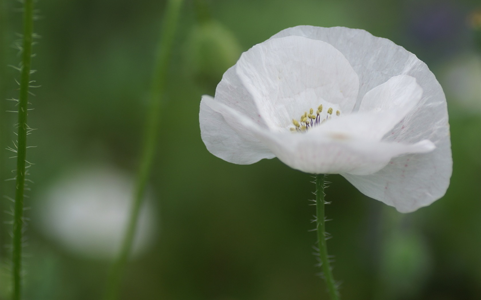 Fleurs exquises d'écran #27 - 1680x1050