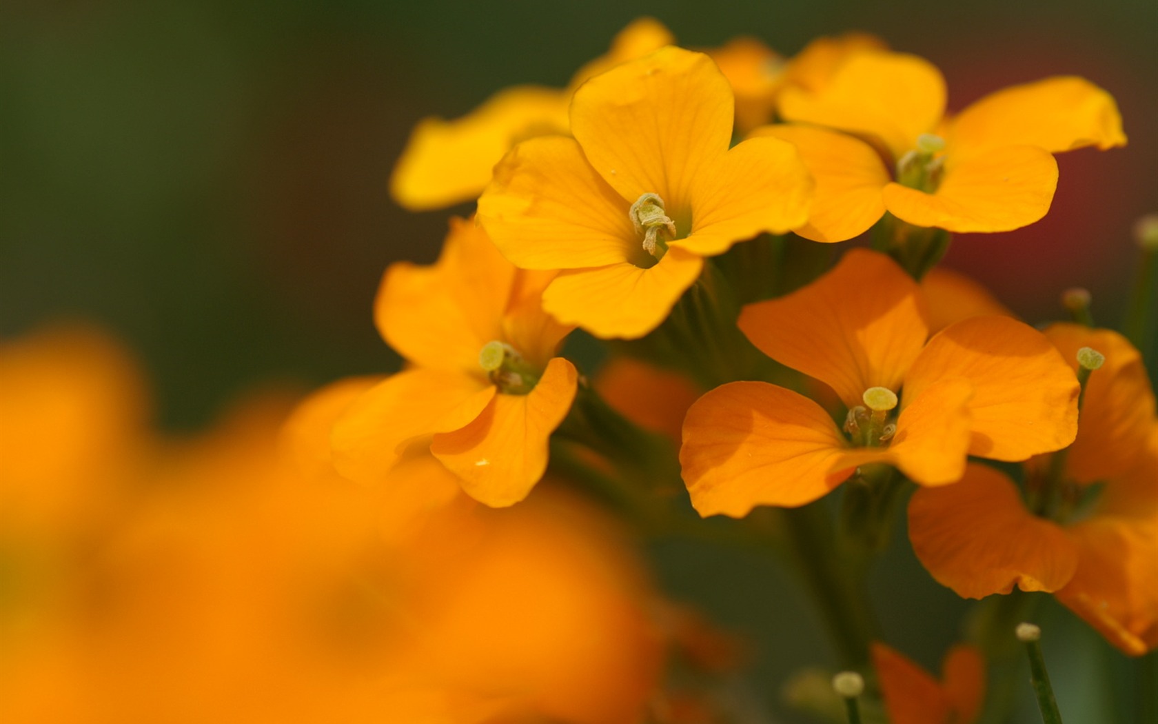 絶妙な花の壁紙 #39 - 1680x1050