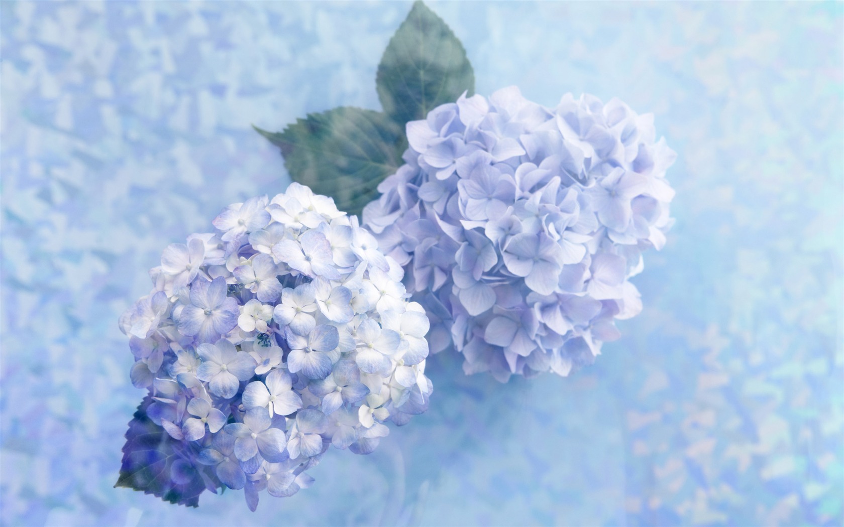 꽃 선물 용품 (4) 바탕 화면의 HD #8 - 1680x1050