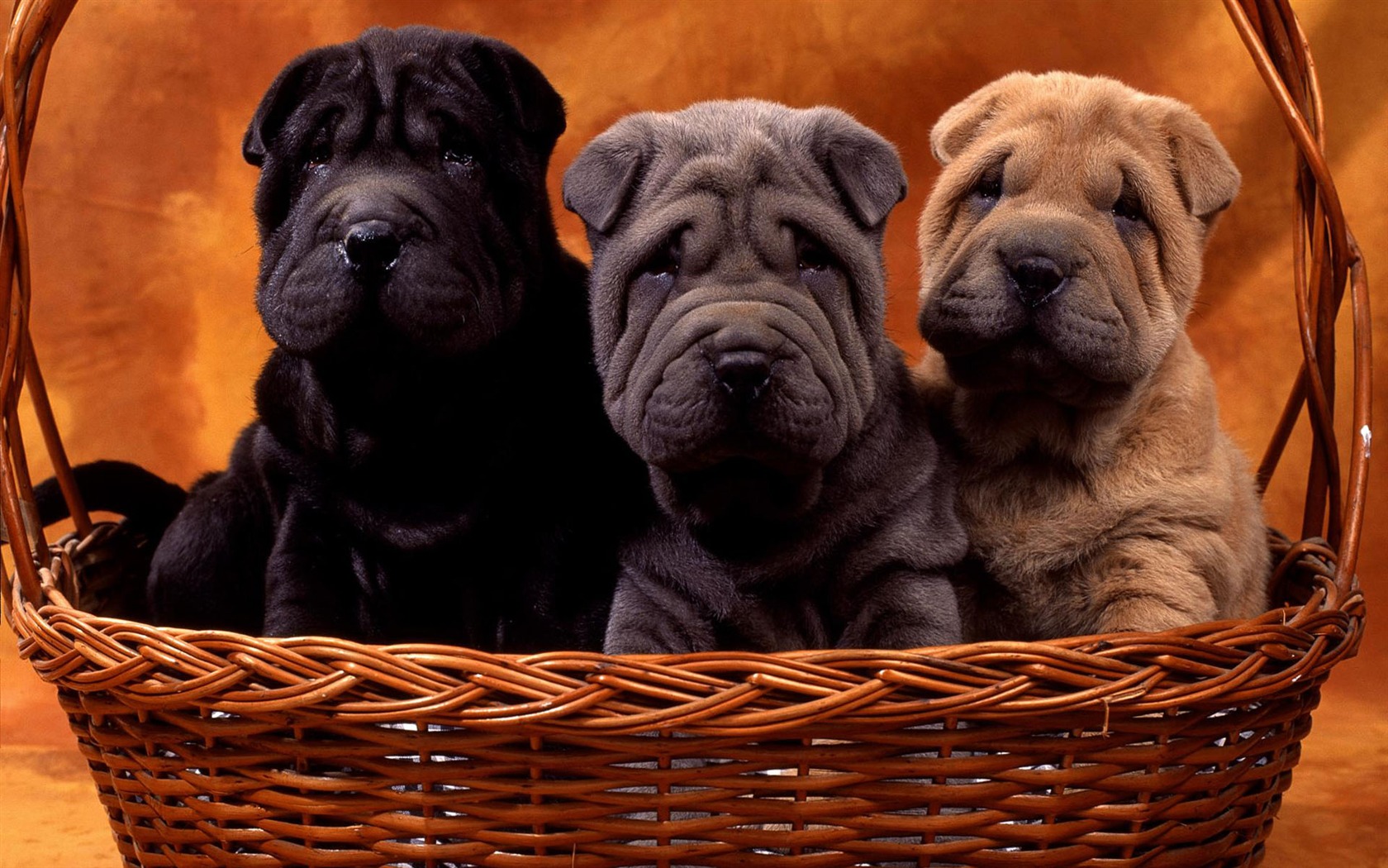 Puppy Photo HD wallpapers (1) #11 - 1680x1050