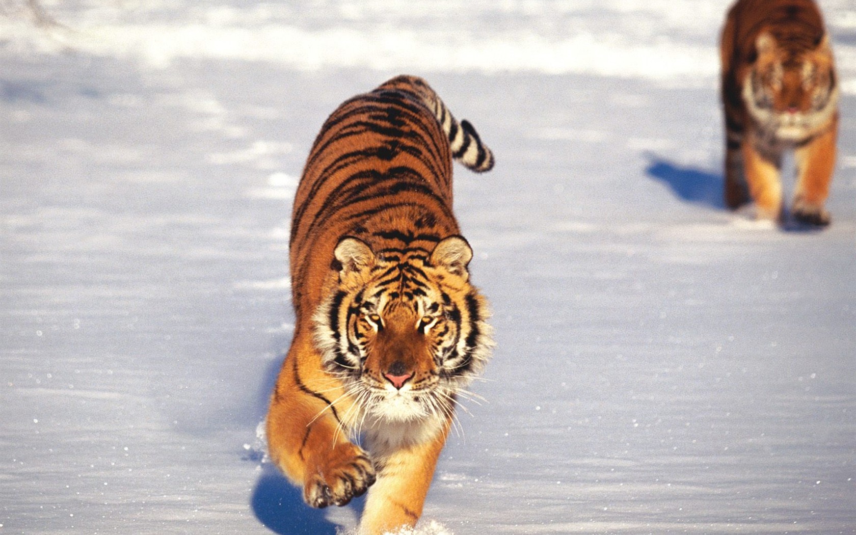 Tiger Фото обои (2) #3 - 1680x1050