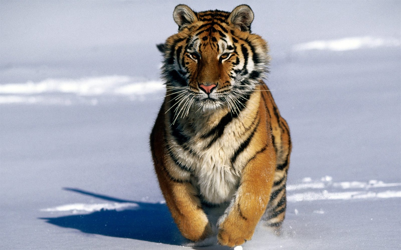 Tiger Фото обои (2) #5 - 1680x1050
