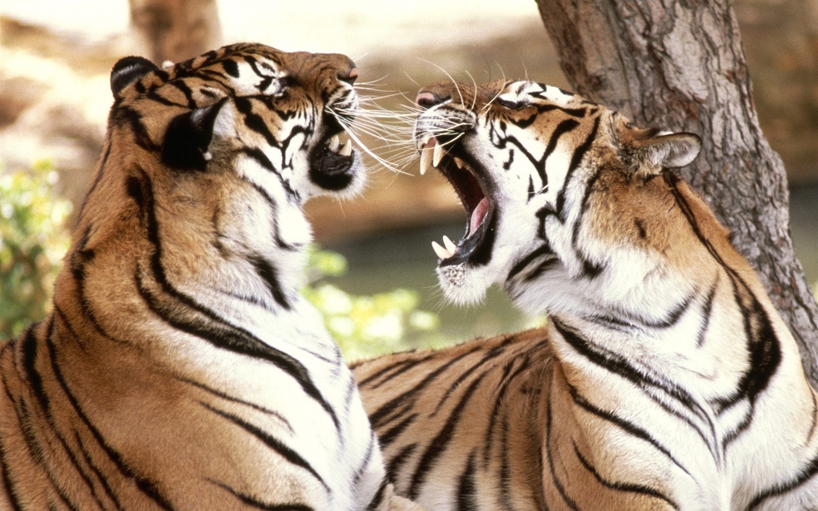 Tiger Фото обои (2) #8 - 1680x1050
