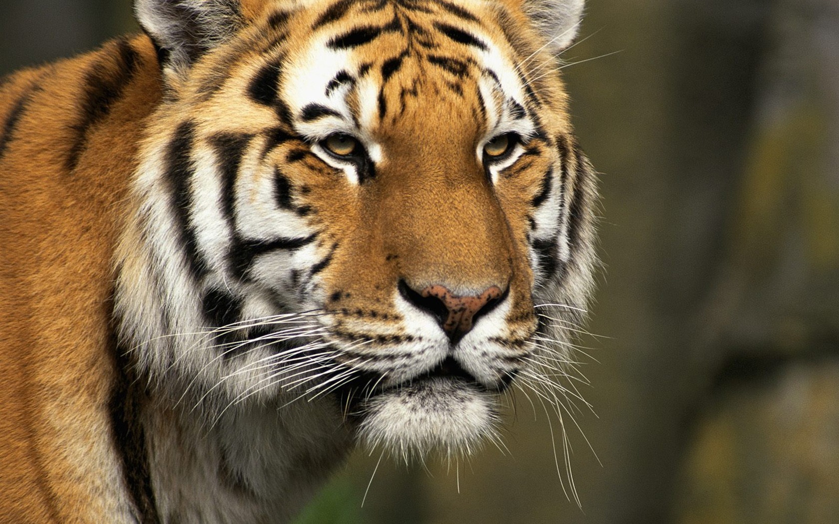Fond d'écran Tiger Photo (2) #9 - 1680x1050