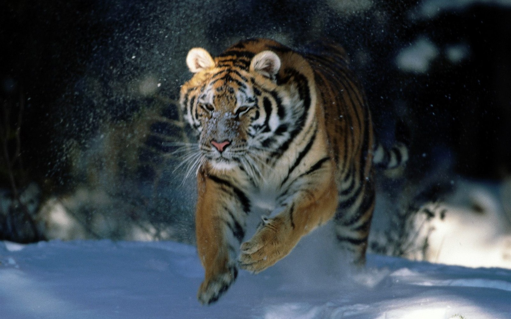 Tiger Фото обои (2) #11 - 1680x1050