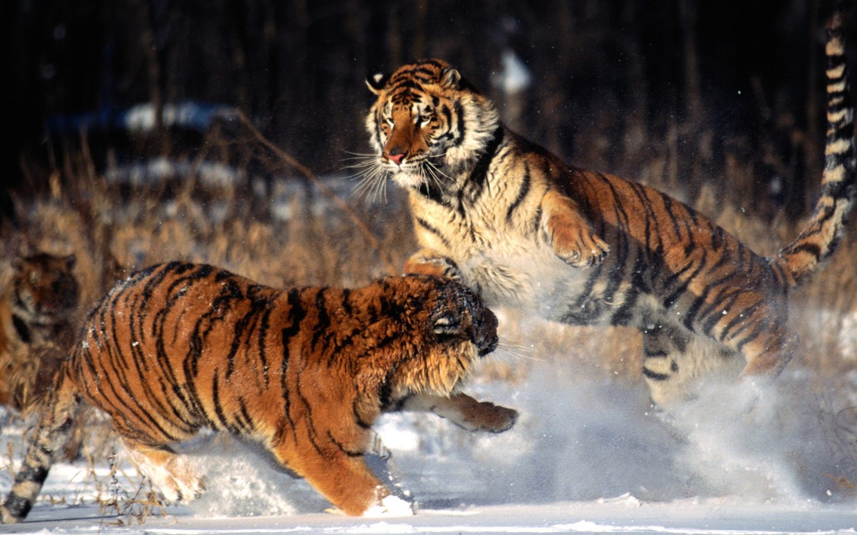 Tiger Фото обои (2) #12 - 1680x1050