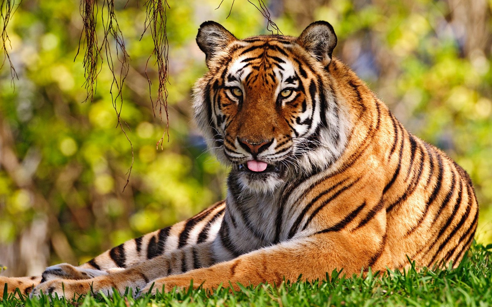 Tiger Photo Wallpaper (3) #10 - 1680x1050