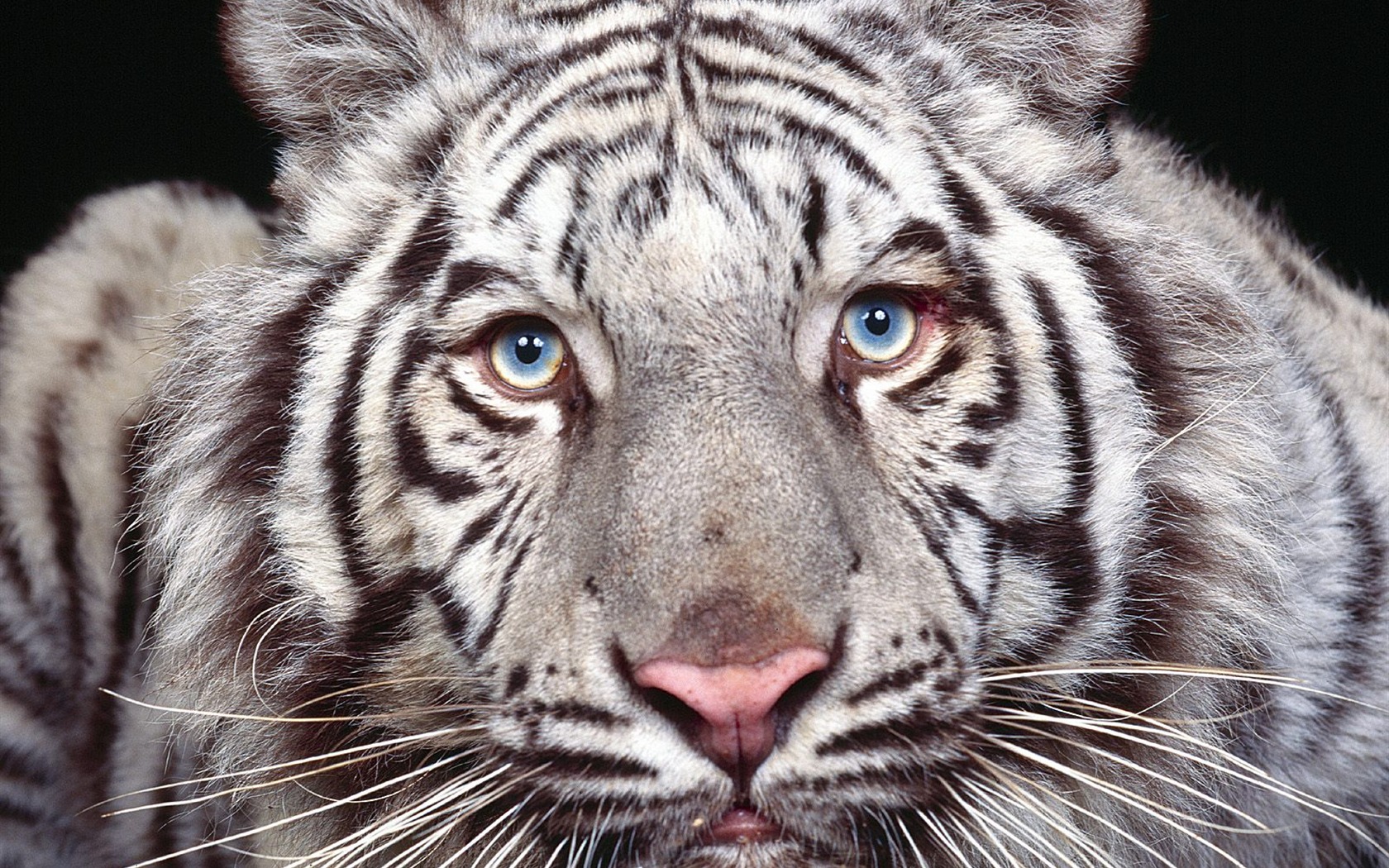 Fond d'écran Tiger Photo (3) #12 - 1680x1050