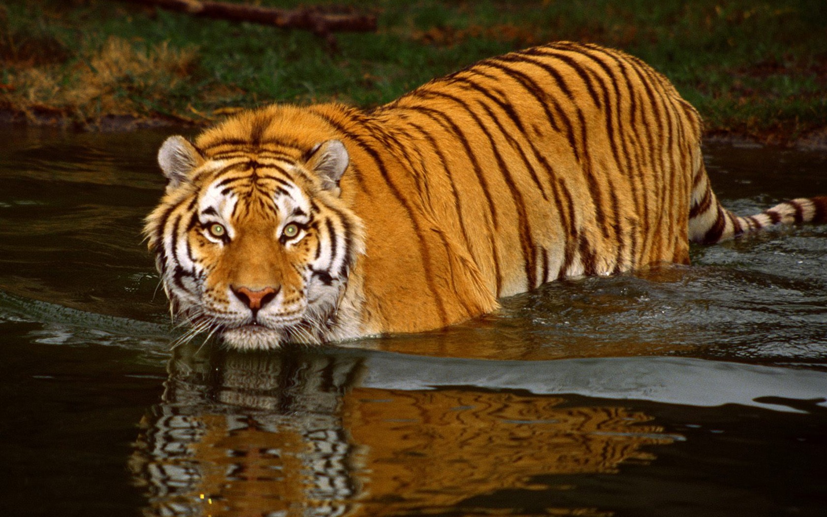 Tiger Photo Wallpaper (3) #17 - 1680x1050