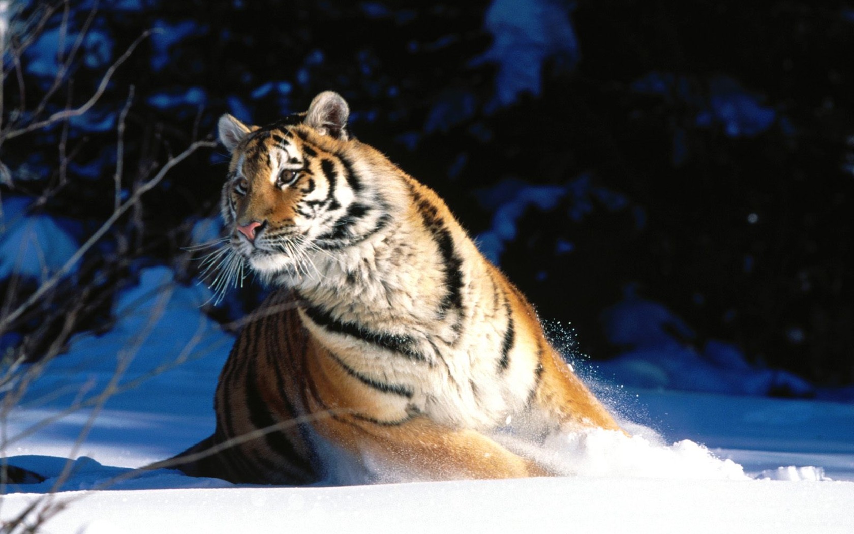 Fond d'écran Tiger Photo (3) #19 - 1680x1050