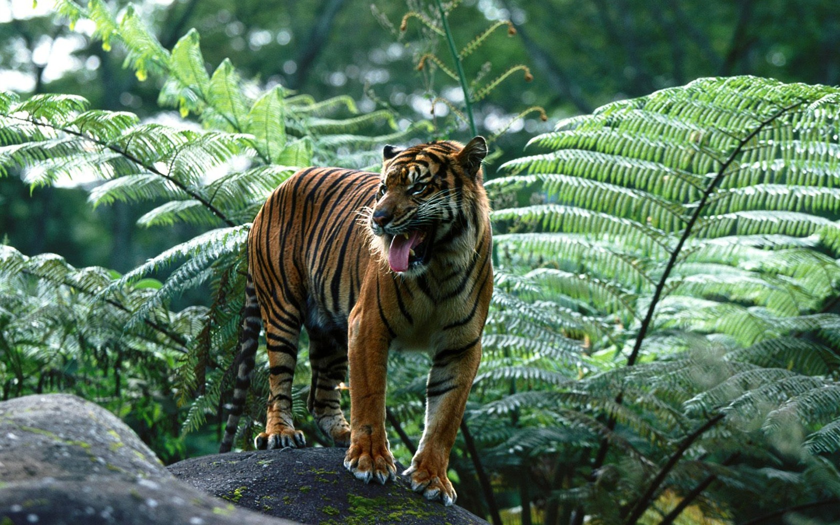 Fond d'écran Tiger Photo (3) #20 - 1680x1050